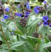 pulmonaria-longifolia